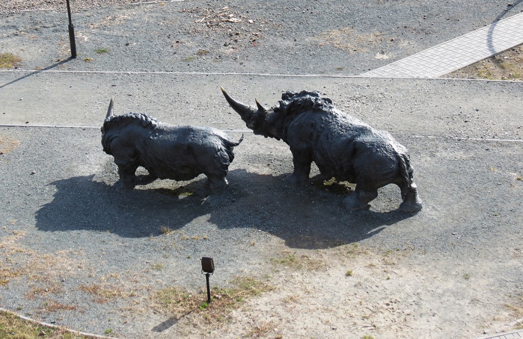 Парочка носорогов